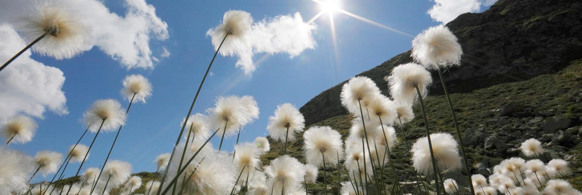 Soffioni sotto un cielo azzurro
